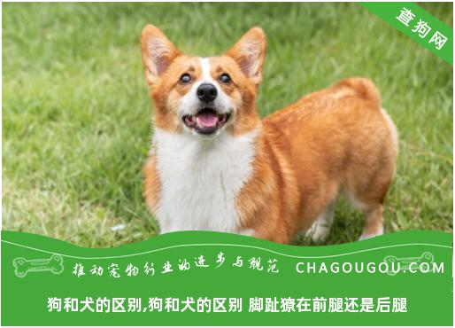 狗和犬的区别,狗和犬的区别 脚趾獠在前腿还是后腿